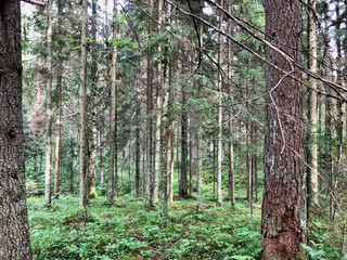 Ancient pine forest in Karelia