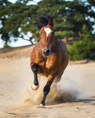 Welsh Cob pony cantering through the dunes