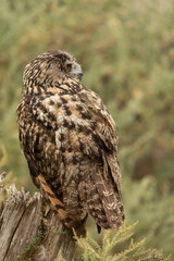 Eurasian eagle-owl sitting on a tree stump