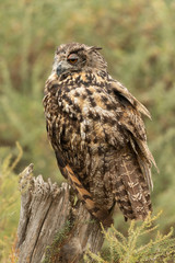 Eurasian eagle-owl sitting on a tree stump