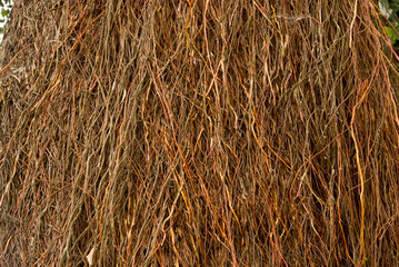 Thick vines. Dense aerial roots of a banyan tree close-up. Background