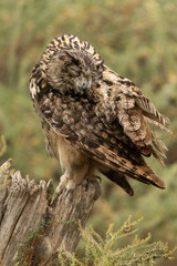 Eurasian eagle-owl sitting on a tree stump