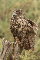 Eurasian eagle-owl sitting on a tree stump