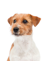 dog in front of a white background, breed of Jack Russell Terrier