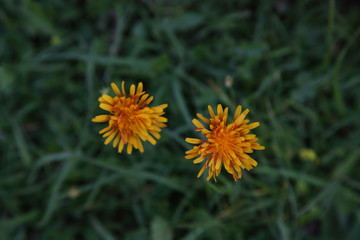 Werfenweng in Salzburgerland