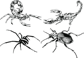 vector drawings sketches different insects bugs Scorpions spiders drawn in ink by hand , objects with no background