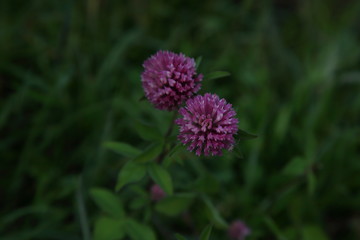 Werfenweng in Salzburgerland