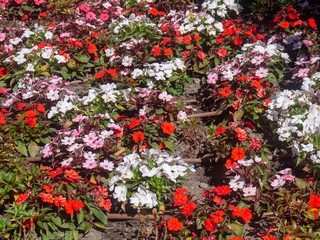 flowers in a park in Cadiz, Andalusia. Spain. Europe
