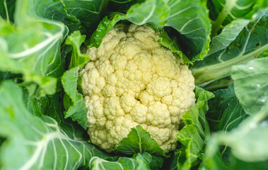 Raw cauliflower in the garden close up