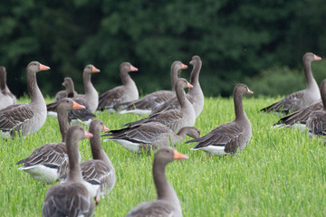A flock of seagulls are standing in the grass