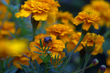 yellow flowers in spring