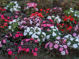 flowers in a park in Cadiz, Andalusia. Spain. Europe
