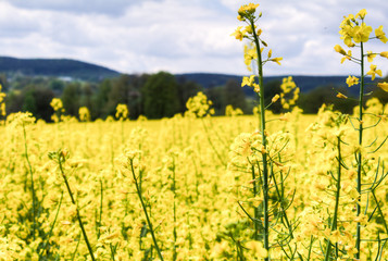 Obraz premium A close up of a flower field