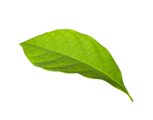 Fototapeta na wymiar Fresh green avocado leaf isolated on white