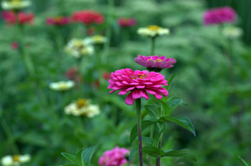 pink cosmos flower