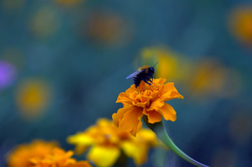 bee on yellow flower