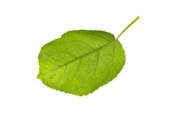 Fototapeta premium Green leaf of apple tree isolated on white
