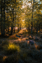 Beautiful evening calm sunset light with trees in the grass fields. Peaceful nature summer scene. Perfect natural golden light. Lüneburger Heide, Lüneburg Heath in Lower Saxony, Germany
