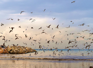 Marine birds flying above the water in th mouth of Nahr el Mot near Beirut, Lebanon