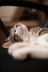 Tabby and white domestic cat sleeping on a computer chair