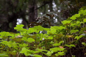 Redwood sorrel from below