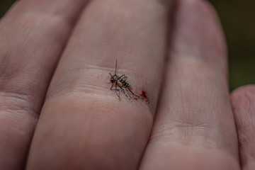 Dead mosquito with blood in a hand