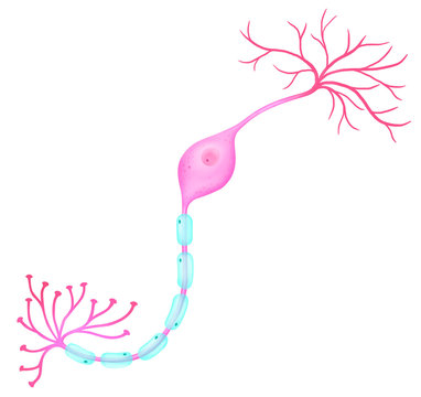 A bipolar neuron, one of the types of neurons.