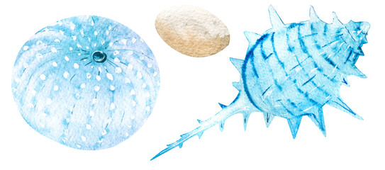 Two hand drawn watercolor seashells isolated on white background. Marine clipart