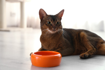Beautiful Abyssinian cat near feeding bowl at home. Lovely pet