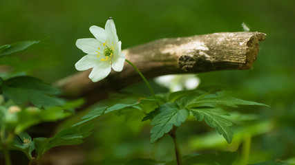 biały kwiatek w lesie