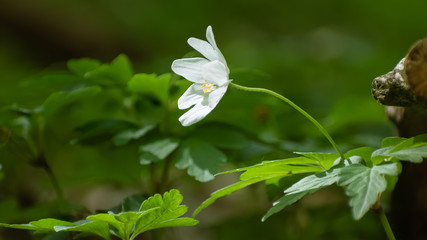 leśny biały kwiatek