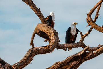 wild Animals - Safari - Big five - Afrika	