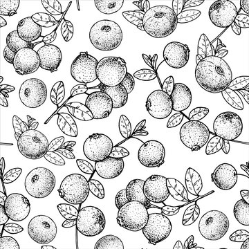 Seamless pattern with cranberry. Hand drawn sketch. Black and white style illustration. Vector illustration. Cranberries background.