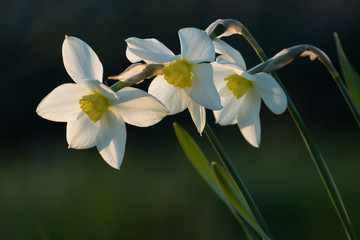kwitnące białe narcyze