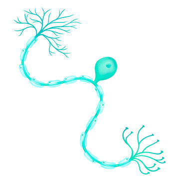 A unipolar neuron, one of the types of neurons.