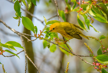 Spring Time Yellow Warbler