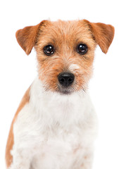 dog in fas on a white background