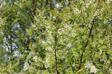 Fototapeta na wymiar Blooming apple tree, small white flowers on a blurred background. Beautiful delicate photo of flowers for summer mood. Stock photo for web and print with empty space for text and design.