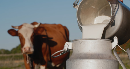 Farmer pours milk into can, in the background of a meadow with a cow - obrazy, fototapety, plakaty