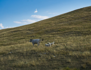 TreibeHunde