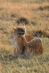 wild Animals - Safari - Big five - Afrika	