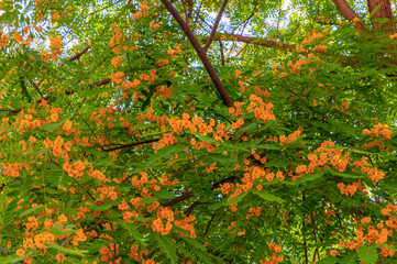 ORANGE FLOWERS ON A BACKGROUND OF A TREE