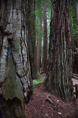 California Coastal Redwood trees