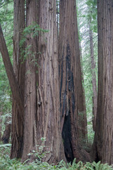 California Coastal Redwood trees