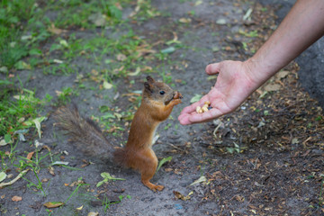 A slender red squirrel with a bushy gray tail stands on its hind legs and nibbles on a chestnut tree that it took from its hand...