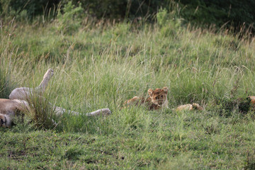 Lion looking after baby cubs in east Africa bushland 