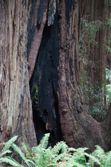 Abstraction in Redwood Trees
