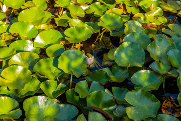 summer pond with water lily flowers on the water