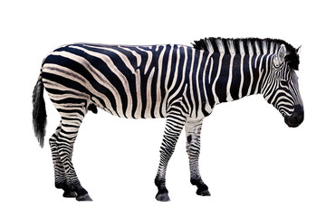 Fototapeta na wymiar parrot animal zebra on a white background