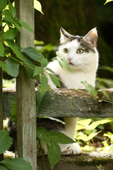 country funny cat hunting outdoor closeup photo on green garden background